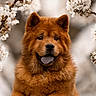 dog, chow_chow, flower, blossom, spring, nature, outdoor, portrait, fluffy, brown_fur, happy, tongue_out, close_up, animal, cute, pet, tree_branch, soft_light, background_blur, calm
