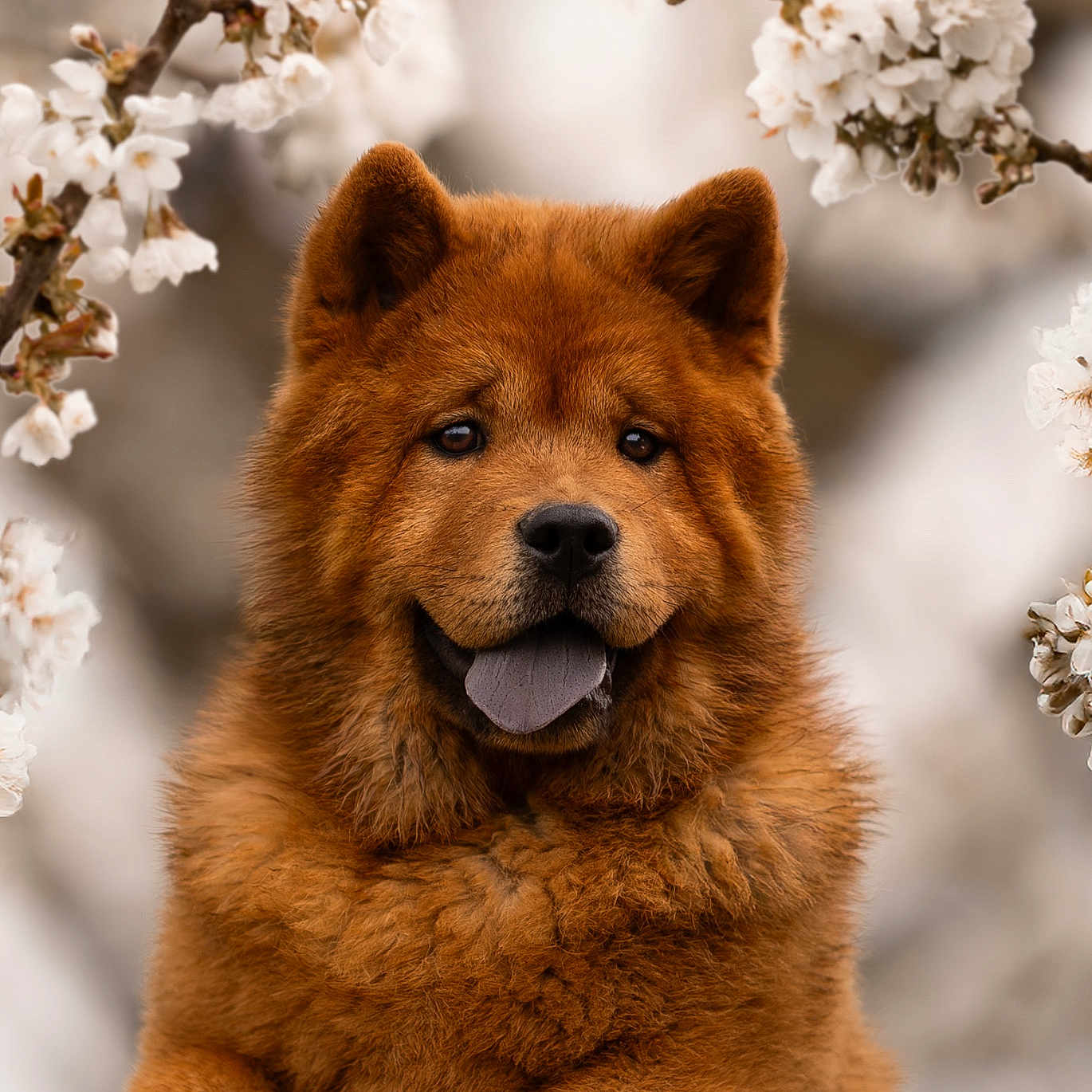 Pomme a rejoint le concours — aidez-le/la à gagner de superbes lots ! dog, chow_chow, flower, blossom, spring, nature, outdoor, portrait, fluffy, brown_fur, happy, tongue_out, close_up, animal, cute, pet, tree_branch, soft_light, background_blur, calm