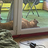 Izy a rejoint le concours — aidez-le/la à gagner de superbes lots ! dog, balcony, glass_door, green_carpet, folding_chairs, blanket, electronic_cables, floor, outdoor, indoor, relaxed, brown_dog, furniture, pet, resting, window, reflection, cord, plug, house