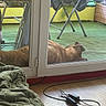 dog, balcony, glass_door, green_carpet, folding_chairs, blanket, electronic_cables, floor, outdoor, indoor, relaxed, brown_dog, furniture, pet, resting, window, reflection, cord, plug, house