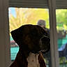 dog, indoor, window, blurred_background, pet, portrait, brown_dog, white_chest, calm, animal, domestic_animal, closeup, side_view, natural_light, house, quiet, companion, furniture, domestic_pet, mammal