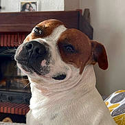 Snow participe au concours pour gagner de l'argent avec cette photo : animal, brown_and_white, canine, close_up, cozy, cushion, cute, dog, ear, expression, fireplace, fur, furry, household, indoor, looking_back, pet, portrait, snout, whiskers