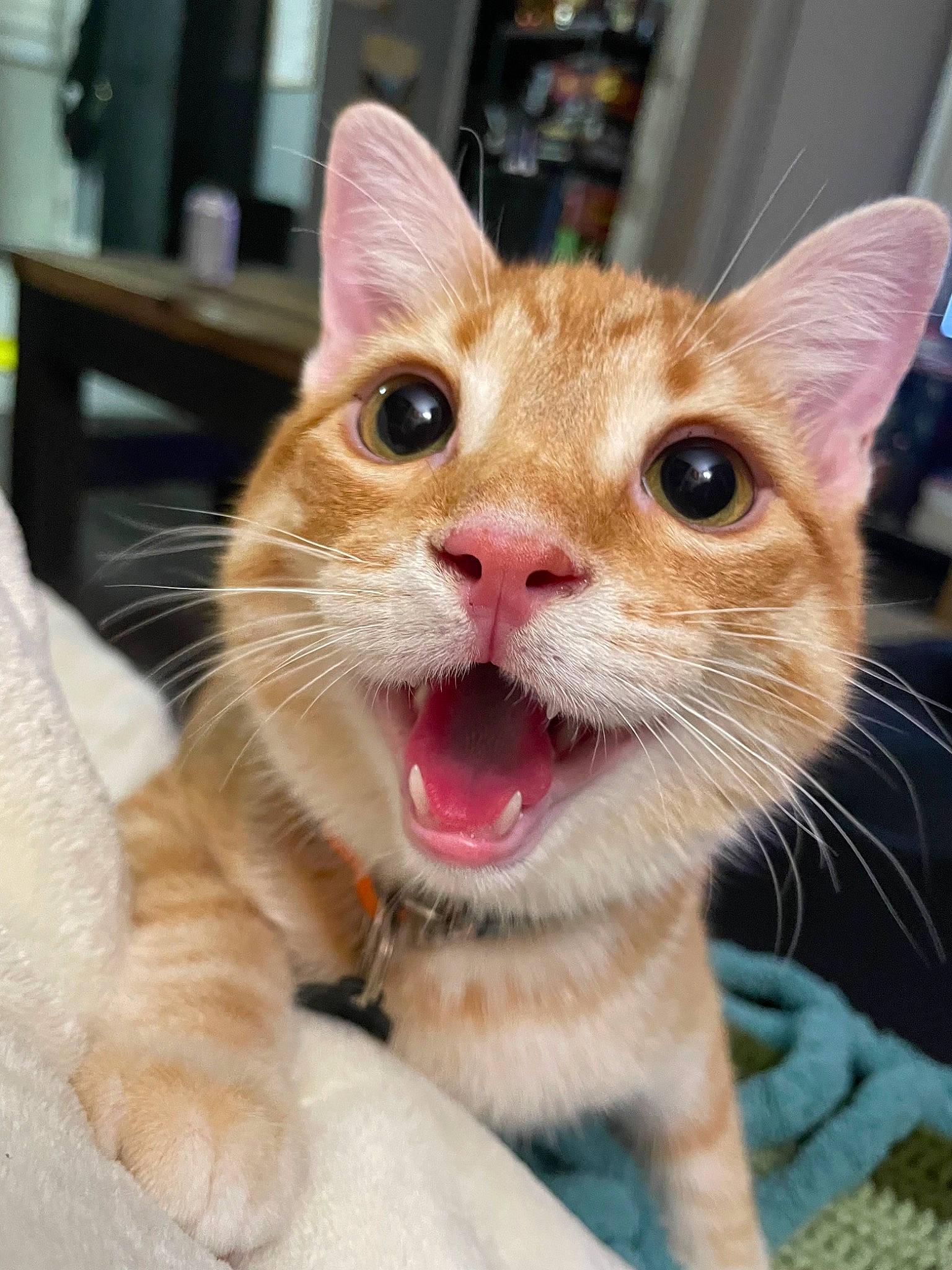 Ponyo is registered to the contest to win money with this photo: carnivore, cat, claw, domestic_short_haired_cat, ear, eyelash, fawn, felidae, fur, paw, pet_supply, small_to_medium_sized_cats, snout, whiskers, window