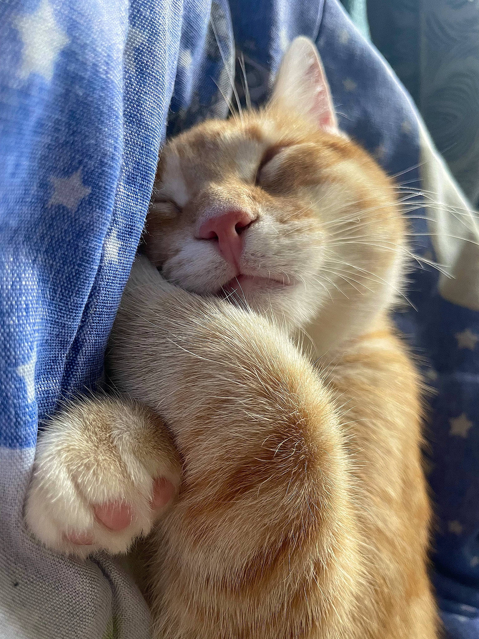 Ponyo is registered to the contest to win money with this photo: carnivore, cat, claw, comfort, domestic_short_haired_cat, fawn, felidae, fur, nap, paw, sleep, small_to_medium_sized_cats, snout, tail, textile, whiskers
