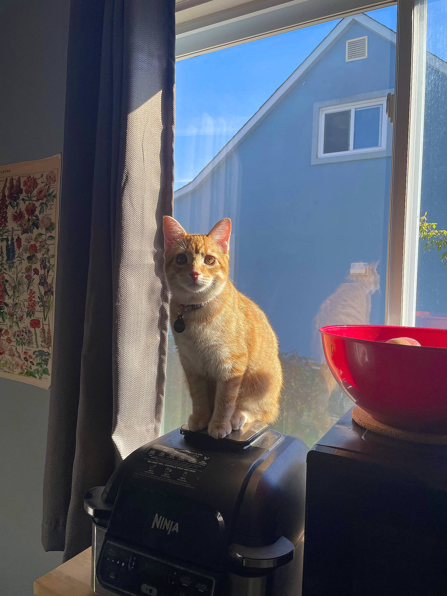 Ponyo joined the competition — help win amazing prizes! building, carnivore, cat, domestic_short_haired_cat, fawn, felidae, fur, house, plant, room, shade, sitting, sky, small_to_medium_sized_cats, tail, tints_and_shades, tree, whiskers, window, wood