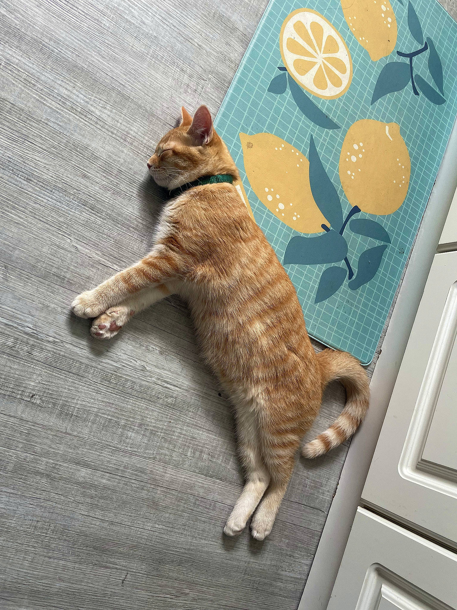 Ponyo joined the competition — help win amazing prizes! art, canidae, carnivore, cat, claw, domestic_short_haired_cat, fawn, felidae, foot, fur, human_leg, pattern, paw, sitting, small_to_medium_sized_cats, snout, tail, terrestrial_animal, whiskers, wood