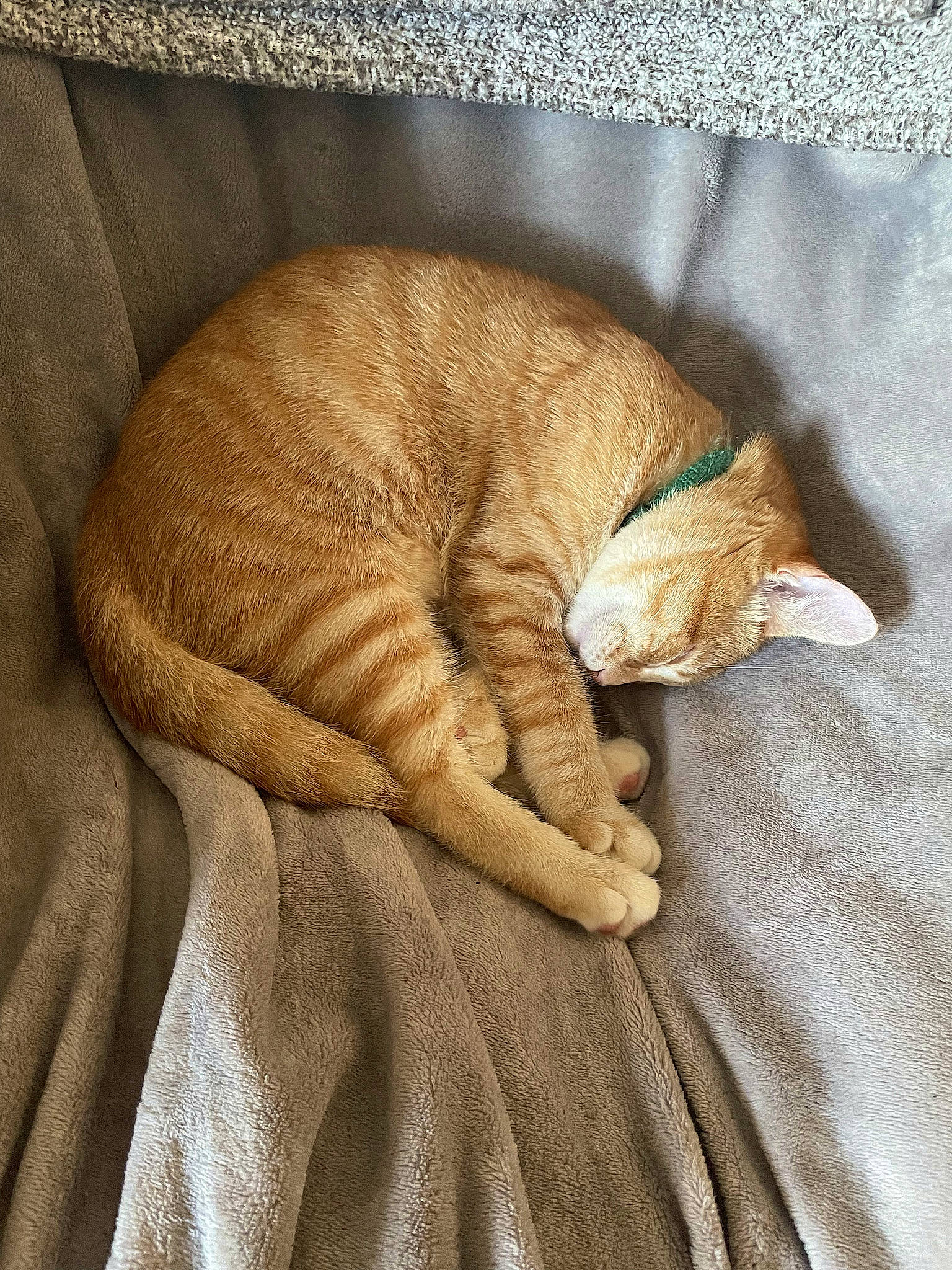 Ponyo joined the competition — help win amazing prizes! bedding, carnivore, cat, cat_supply, comfort, domestic_short_haired_cat, fawn, felidae, fur, linens, nap, paw, small_to_medium_sized_cats, snout, tail, terrestrial_animal, textile, whiskers, wood, wrinkle