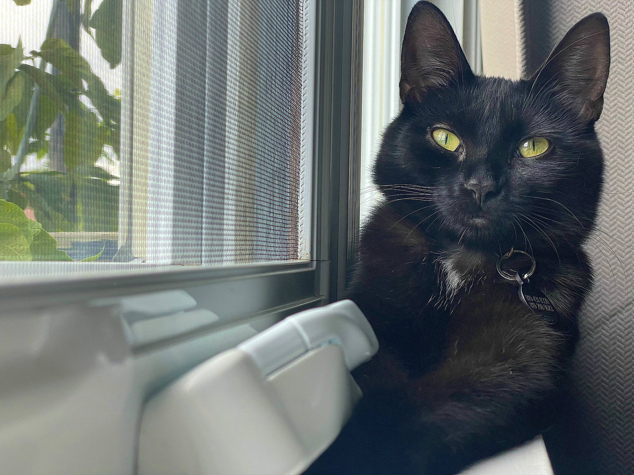 Toothless joined the competition — help win amazing prizes! black_cat, bombay, carnivore, cat, comfort, curtain, domestic_short_haired_cat, felidae, fur, havana_brown, paw, plant, small_to_medium_sized_cats, snout, tail, vehicle_door, whiskers, window, window_blind, window_treatment