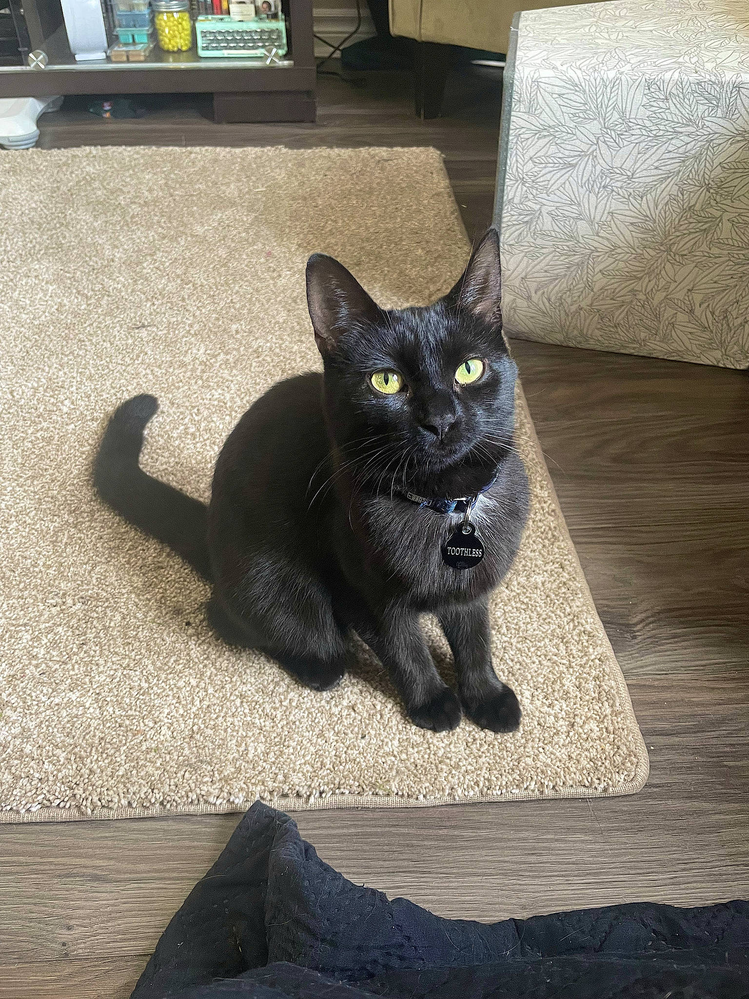 Toothless is registered to the contest to win money with this photo: black_cat, bombay, carnivore, cat, claw, comfort, domestic_short_haired_cat, felidae, floor, flooring, fur, grey, hardwood, paw, road_surface, small_to_medium_sized_cats, snout, tail, whiskers, wood
