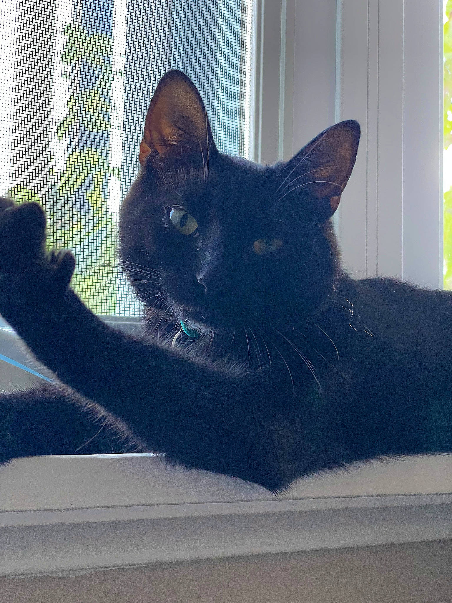 Toothless is registered to the contest to win money with this photo: black_cat, bombay, carnivore, cat, comfort, domestic_short_haired_cat, electric_blue, felidae, fur, grey, rectangle, room, small_to_medium_sized_cats, snout, stairs, tail, tints_and_shades, vertebrate, whiskers, window