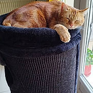 Gribouille a rejoint le concours — aidez-le/la à gagner de superbes lots ! cat, orange_tabby, sleeping, cat_tower, indoor, window, curtain, yellow_curtain, feline, pet, resting, sunlight, cozy, fur, whiskers, relaxation, home, animal, nap, soft_fabric