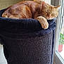 cat, orange_tabby, sleeping, cat_tower, indoor, window, curtain, yellow_curtain, feline, pet, resting, sunlight, cozy, fur, whiskers, relaxation, home, animal, nap, soft_fabric