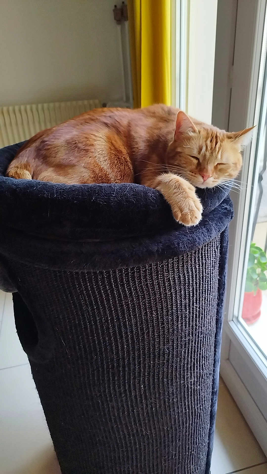Gribouille