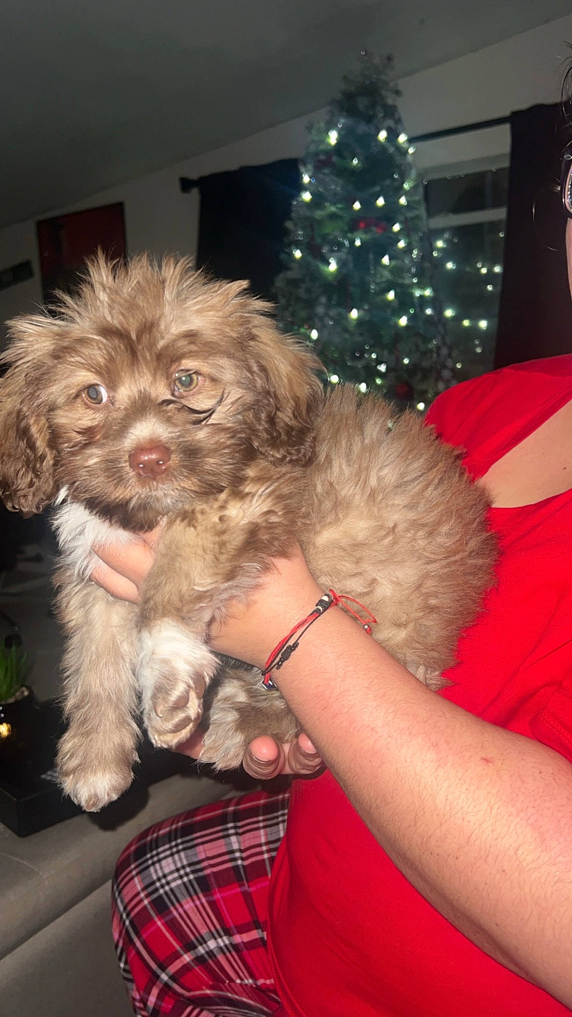 Yoshi joined the competition — help win amazing prizes! carnivore, christmas_tree, companion_dog, dog, dog_breed, event, fawn, fur, holiday, holiday_ornament, labradoodle, lap, liver, plaid, small_terrier, sporting_group, tartan, terrier, toy_dog, yorkipoo