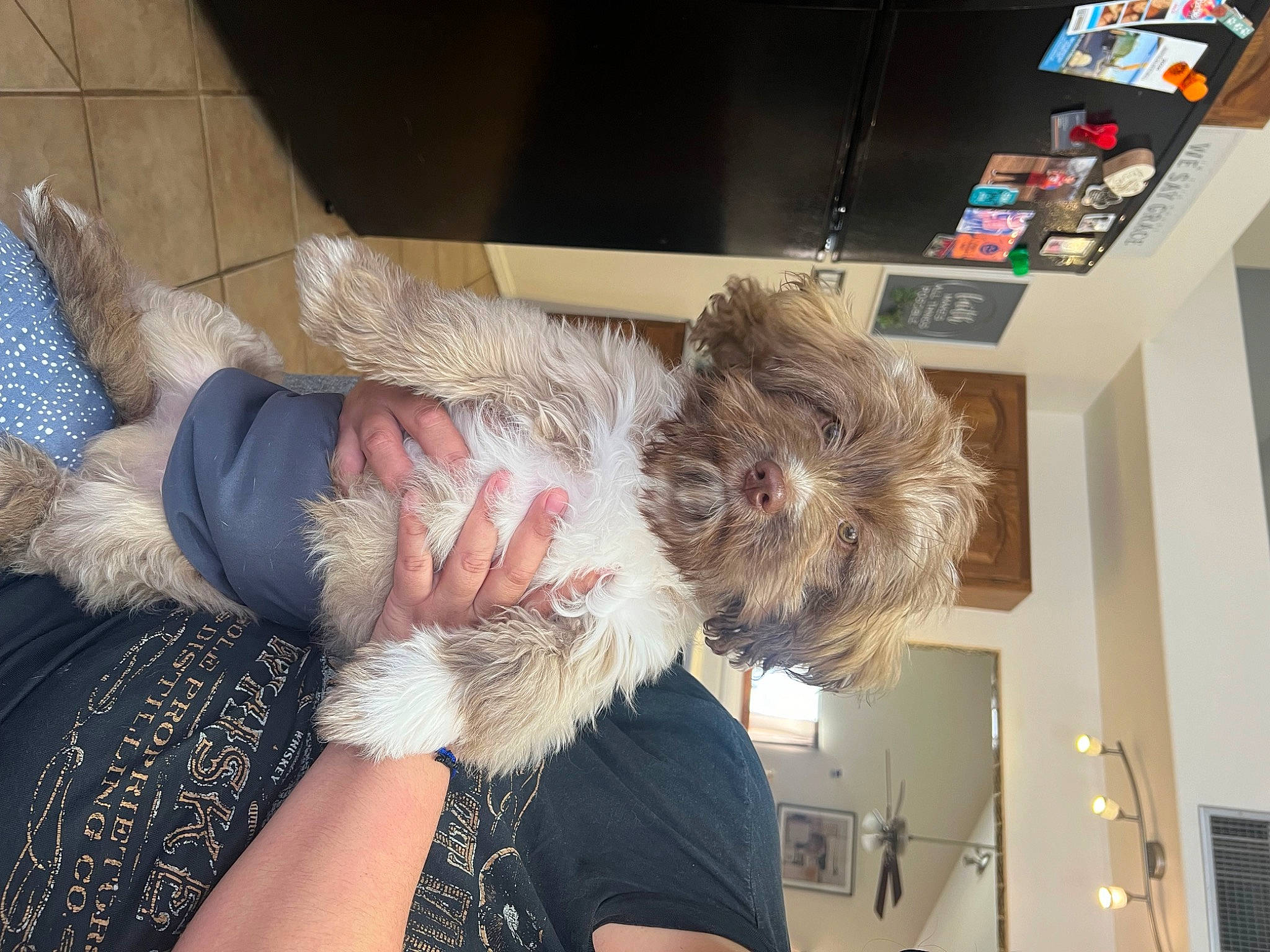 Yoshi is registered to the contest to win money with this photo: canidae, carnivore, comfort, companion_dog, couch, dog, dog_breed, flesh, flooring, fun, fur, mammal, nap, non_sporting_group, room, sitting, small_terrier, sporting_group, terrier, toy_dog