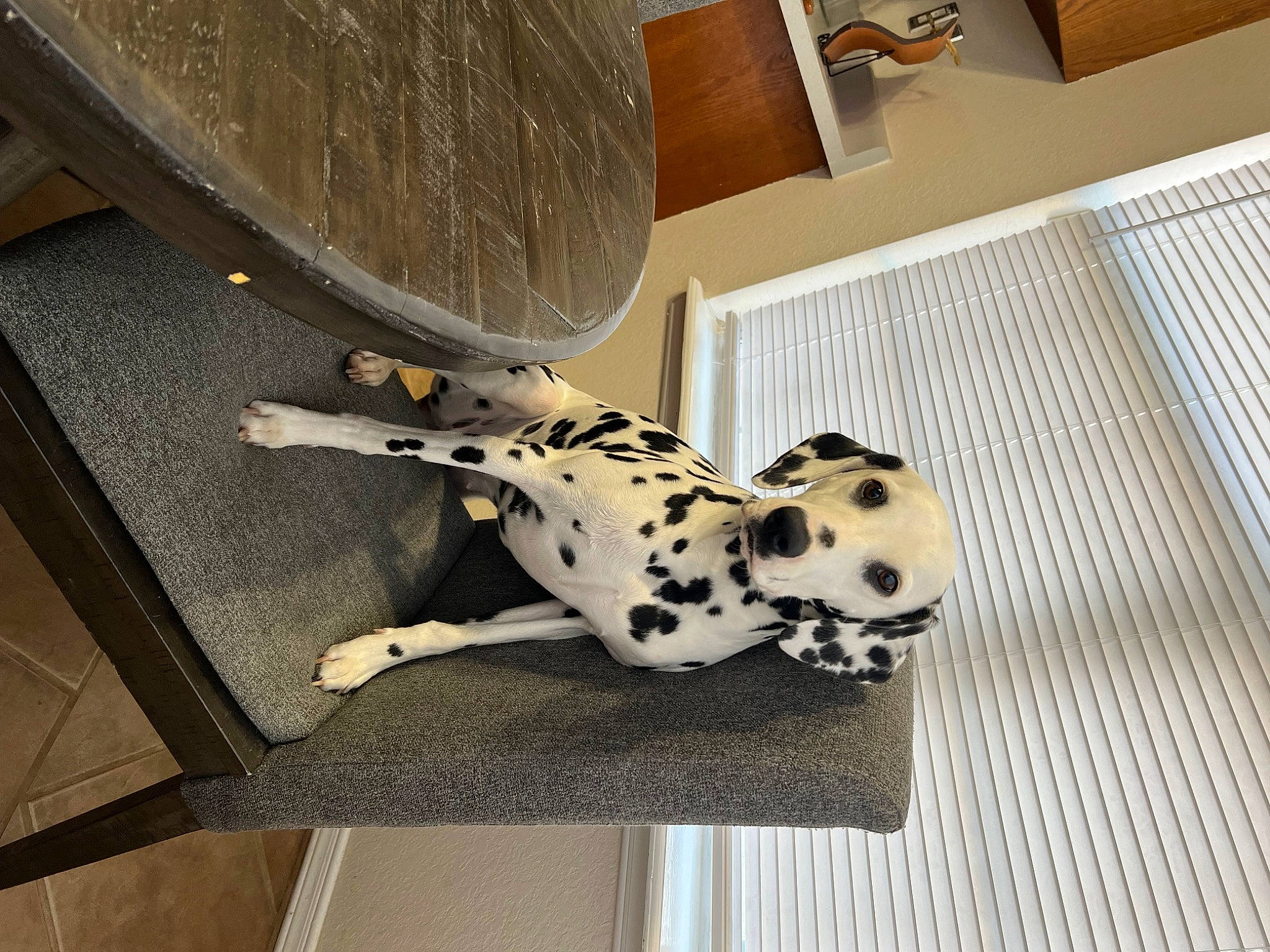 Lilly joined the competition — help win amazing prizes! art, canidae, carmine, carnivore, companion_dog, composite_material, dalmatian, dog, dog_breed, fawn, floor, flooring, hardwood, metal, pattern, sporting_group, terrestrial_animal, visual_arts, wood, working_animal