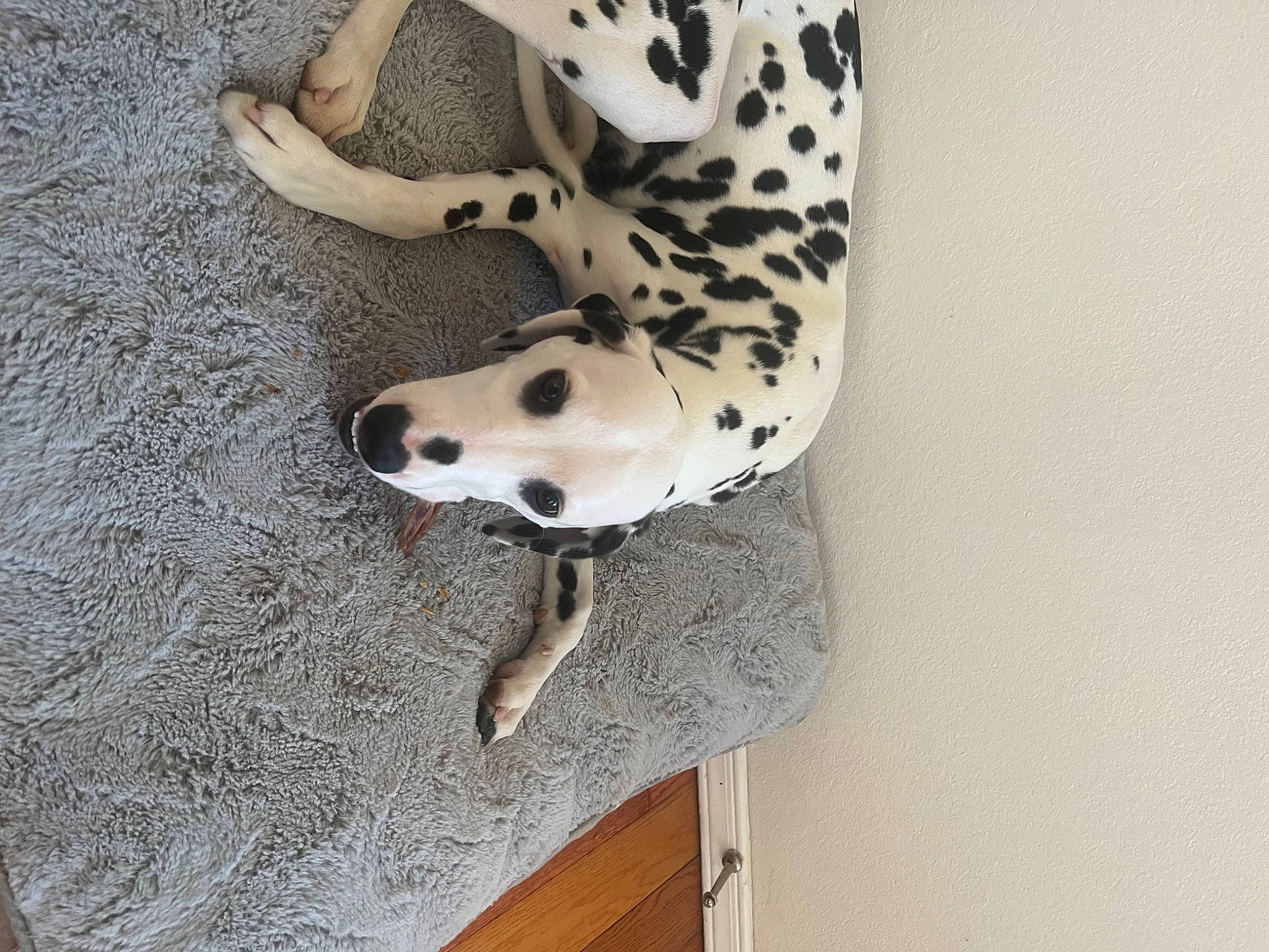 Lilly is registered to the contest to win money with this photo: big_cats, canidae, carnivore, companion_dog, dalmatian, dog, dog_breed, door, fawn, felidae, flooring, fur, jaguar, leopard, snout, sporting_group, terrestrial_animal, whiskers, wood, working_animal