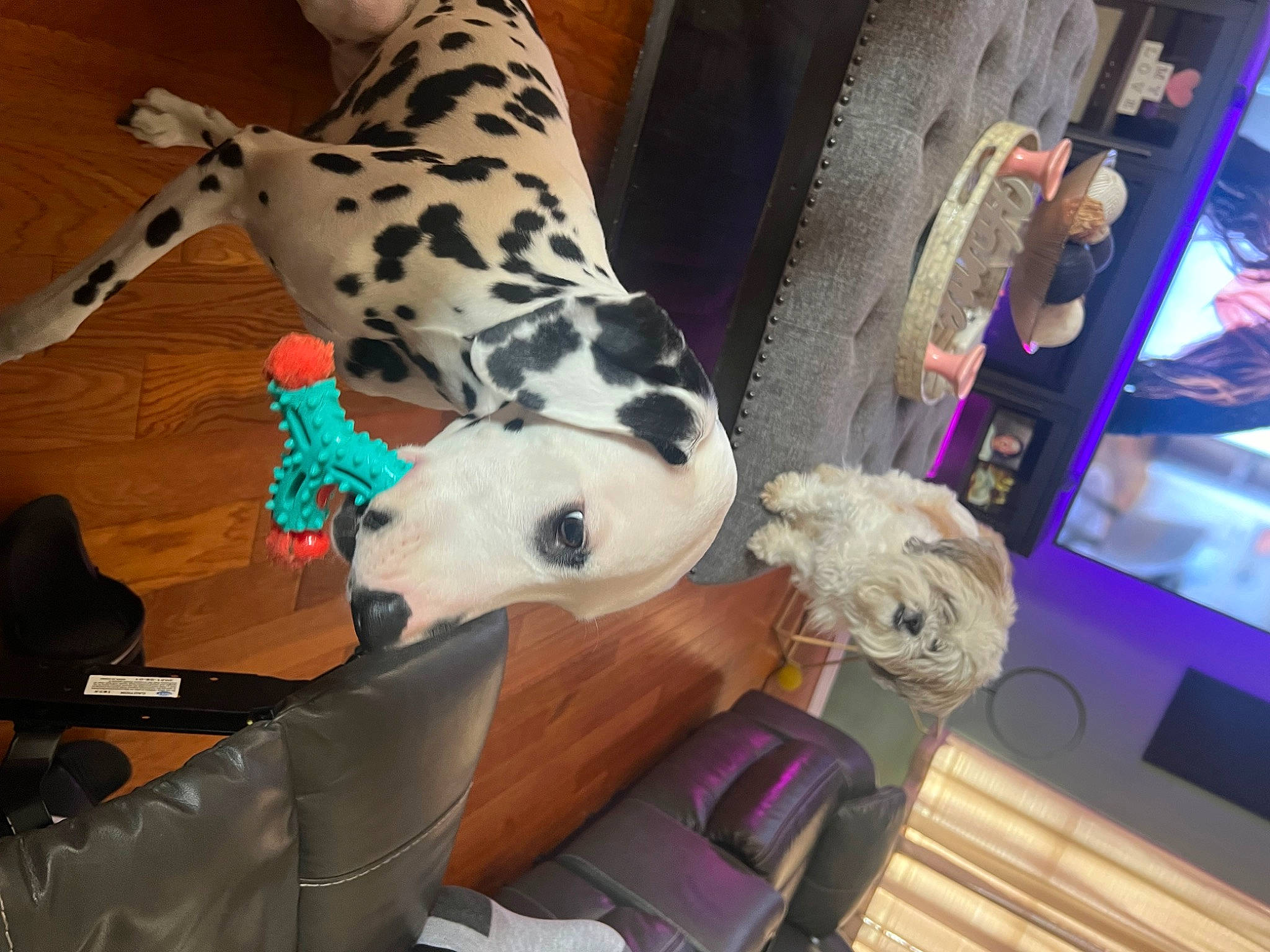 Lilly joined the competition — help win amazing prizes! canidae, carmine, carnivore, collar, companion_dog, dalmatian, dog, dog_breed, dog_collar, dog_supply, fawn, fur, guard_dog, pattern, plush, snout, sporting_group, toy, whiskers, working_animal