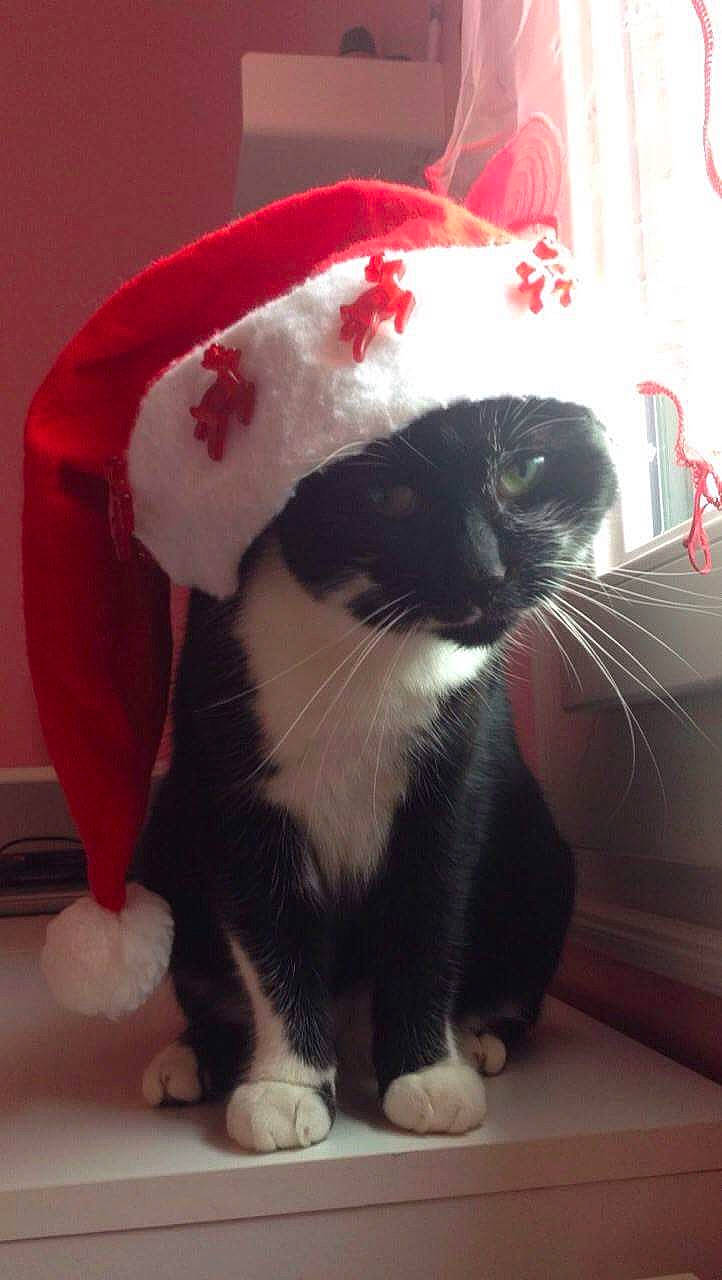 Minette participe au concours pour gagner de l'argent avec cette photo : carmine, carnivore, cat, comfort, domestic_short_haired_cat, event, felidae, fur, hardwood, holiday, lap, paw, small_to_medium_sized_cats, snout, tail, whiskers, window, wood