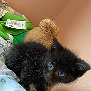 Wednesday is registered to the contest to win money with this photo: kitten, black_cat, blue_eyes, bedspread, floral_pattern, blanket, plush_toy, indoor, pet, curious, furry, small_animal, soft_lighting, cozy, animal, cute, young, resting, domestic_cat, pink_wall
