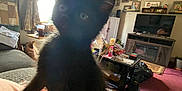 Wednesday joined the competition — help win amazing prizes! black_kitten, cat, indoor, living_room, window, curtains, furniture, television, coffee_table, person, lap, home_decor, photographs, carpet, slippers, couch, curious, pet, animal, clutter
