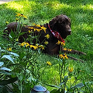 Harley joined the competition — help win amazing prizes! dog, grass, flower, yellow_flower, greenery, outdoor, pet, bandana, nature, plant, leaf, sunlight, relaxing, garden, canine, summer, animal, flora, peaceful, backyard