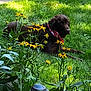 dog, grass, flower, yellow_flower, greenery, outdoor, pet, bandana, nature, plant, leaf, sunlight, relaxing, garden, canine, summer, animal, flora, peaceful, backyard