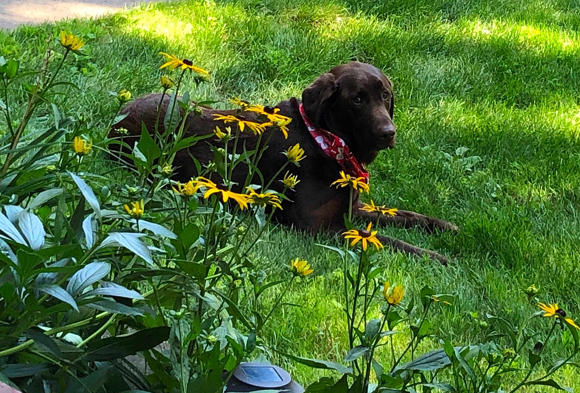 Harley joined the competition — help win amazing prizes! dog, grass, flower, yellow_flower, greenery, outdoor, pet, bandana, nature, plant, leaf, sunlight, relaxing, garden, canine, summer, animal, flora, peaceful, backyard