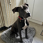 Chaly a rejoint le concours — aidez-le/la à gagner de superbes lots ! dog, gray_dog, pit_bull, sitting, portrait, indoors, kitchen, rug, fluffy_rug, collar, red_collar, tag, white_chest, short_hair, pet, animal, floor, cabinet, curious, side_eye