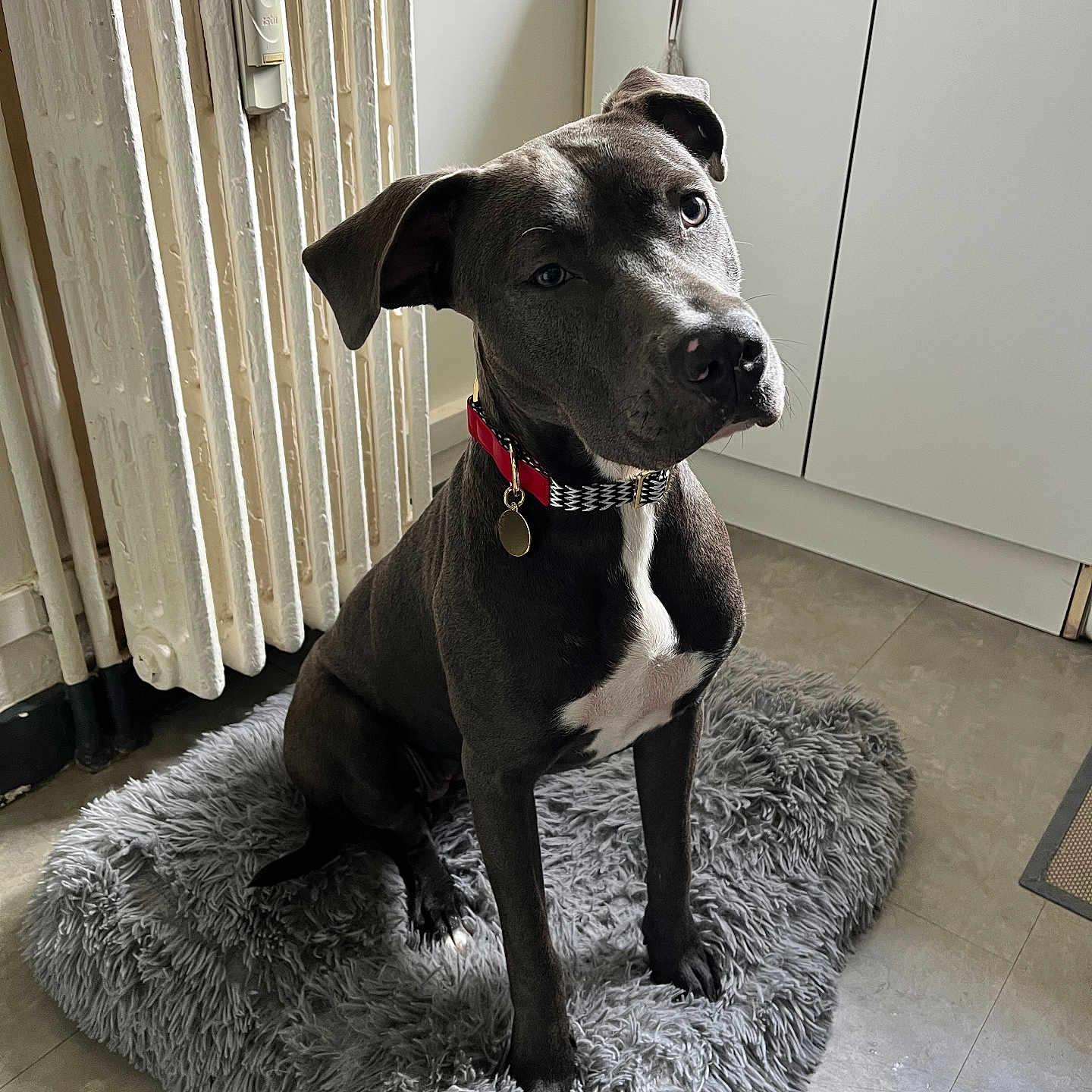 Chaly a rejoint le concours — aidez-le/la à gagner de superbes lots ! dog, gray_dog, pit_bull, sitting, portrait, indoors, kitchen, rug, fluffy_rug, collar, red_collar, tag, white_chest, short_hair, pet, animal, floor, cabinet, curious, side_eye