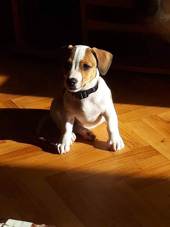 Kaline participe au concours pour gagner de l'argent avec cette photo : canidae, carnivore, comfort, companion_dog, dog, dog_breed, fawn, flooring, hardwood, hound, laminate_flooring, paw, plank, snout, sporting_group, tail, varnish, wood, wood_flooring, wood_stain