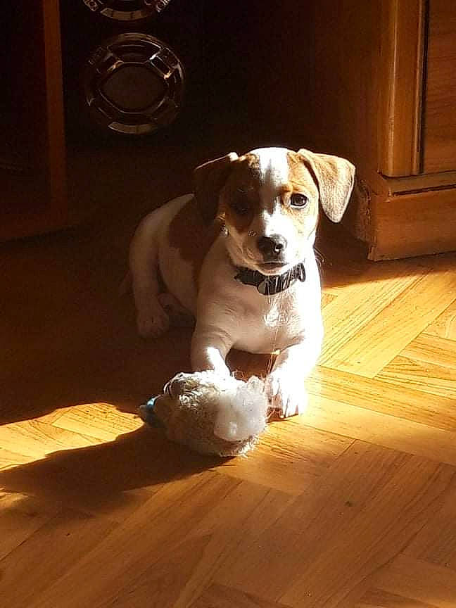 Kaline participe au concours pour gagner de l'argent avec cette photo : ball, carnivore, companion_dog, dog, dog_breed, fawn, floor, flooring, hardwood, laminate_flooring, paw, snout, tennis_ball, toy_dog, varnish, whiskers, wood, wood_flooring, wood_stain, working_animal