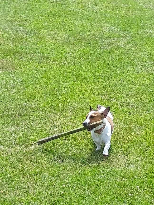 Kaline participe au concours pour gagner de l'argent avec cette photo : canidae, carnivore, companion_dog, dog, dog_breed, dog_walking, fashion_accessory, fawn, flooring, grass, grassland, groundcover, lawn, leash, pasture, recreation, sporting_group, tail, toy, toy_dog