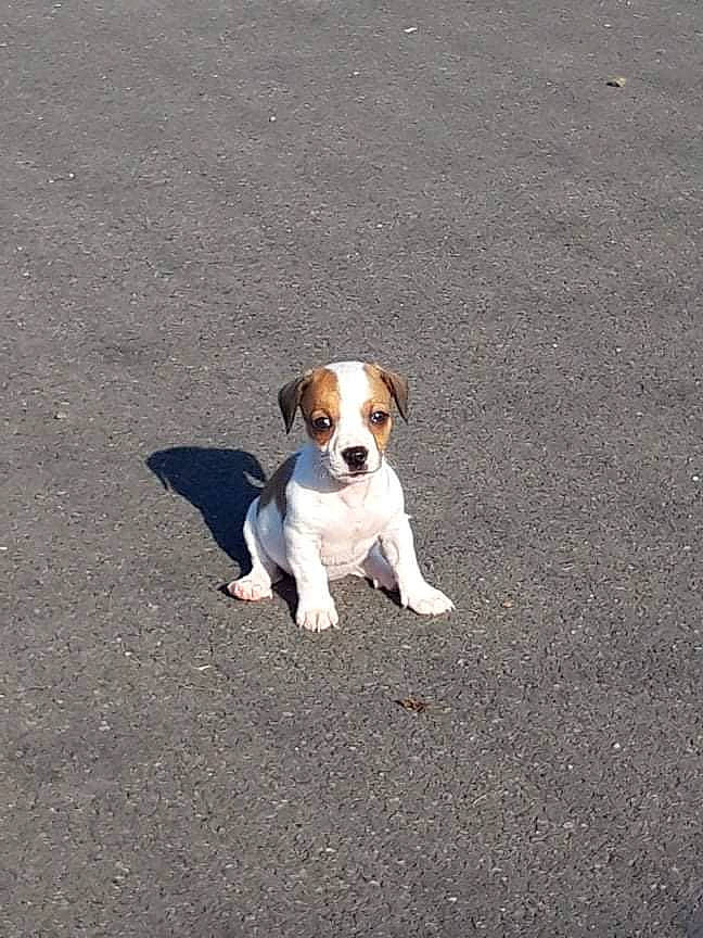 Kaline a rejoint le concours — aidez-le/la à gagner de superbes lots ! asphalt, canidae, carnivore, collar, companion_dog, concrete, curb, dog, dog_breed, dog_supply, fawn, grass, non_sporting_group, road, road_surface, shadow, soil, tail, tar, toy_dog