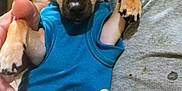 Paco is registered to the contest to win money with this photo: dog, puppy, small_dog, blue_clothing, pet, ears, hands, person, gray_shirt, indoor, close_up, animal, cute, fur, paw, holding, face, expression, domestic_animal, companion