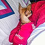 dog, small_dog, clothing, red_outfit, quilt, blanket, couch, pet, indoor, brown_dog, sitting, side_view, fabric, textile, ears, tail, furniture, relaxing, cozy, home