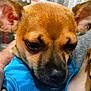 Paco joined the competition — help win amazing prizes! dog, puppy, brown_dog, close_up, pet, blue_shirt, ears, animal, canine, portrait, indoor, person_holding, furry, cute, expression, face, snout, young_dog, domestic_animal, companionship