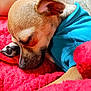 dog, sleeping, puppy, blue_shirt, red_blanket, cozy, fur, pet, close_up, resting, cute, animal, small_dog, indoors, napping, relaxed, soft_texture, paw, ear, snout