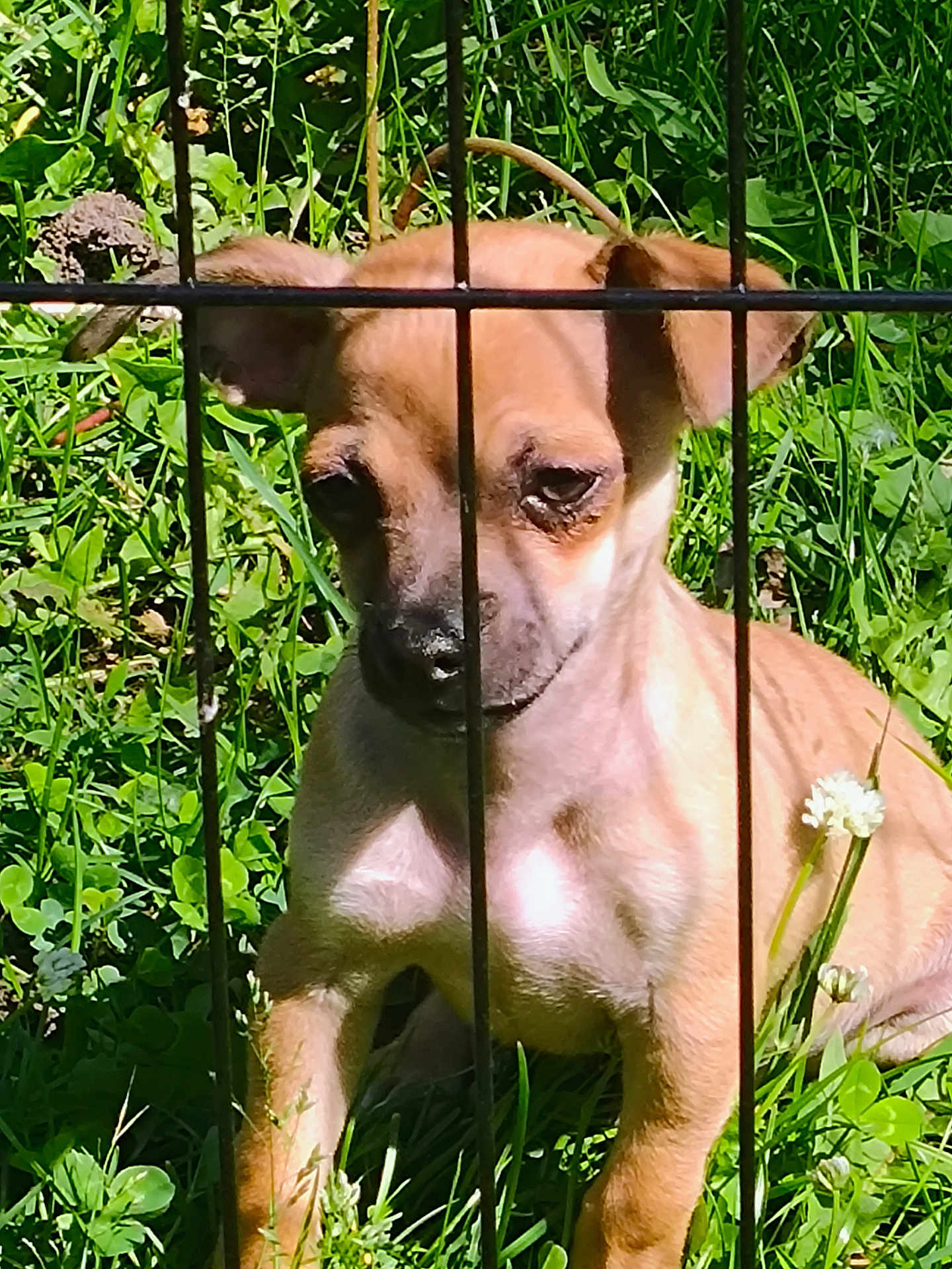 Paco