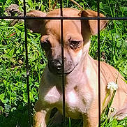 Paco joined the competition — help win amazing prizes! puppy, dog, grass, metal_bars, outdoor, young_dog, tan_color, sunlight, clover, plants, pet, animal, nature, small_dog, cage, fence, daylight, ears, sitting, close_up