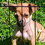 puppy, dog, grass, metal_bars, outdoor, young_dog, tan_color, sunlight, clover, plants, pet, animal, nature, small_dog, cage, fence, daylight, ears, sitting, close_up