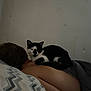 Poe is registered to the contest to win money with this photo: cat, person, bed, pillow, blanket, black_and_white_cat, resting, indoor, sleeping, hair, skin, comfort, quiet, relaxation, feline, human, wall, pattern, dark, calm