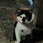 Poe joined the competition — help win amazing prizes! cat, black_and_white, cone, pet, indoor, carpet, animal, feline, sitting, curious, fur, whiskers, ears, paws, floor, home, domestic, looking, cone_collar, quiet