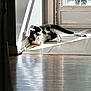 cat, black_and_white, sunlight, indoor, floor, door, tile_floor, wooden_floor, shadow, playful, pet, animal, relaxing, sunbeam, home, domestic, feline, paw, light, window