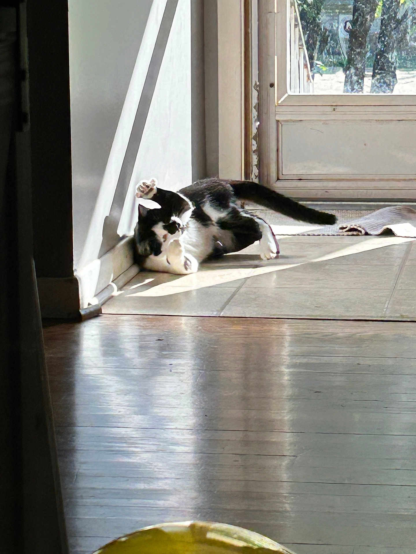 Poe is registered to the contest to win money with this photo: cat, black_and_white, sunlight, indoor, floor, door, tile_floor, wooden_floor, shadow, playful, pet, animal, relaxing, sunbeam, home, domestic, feline, paw, light, window