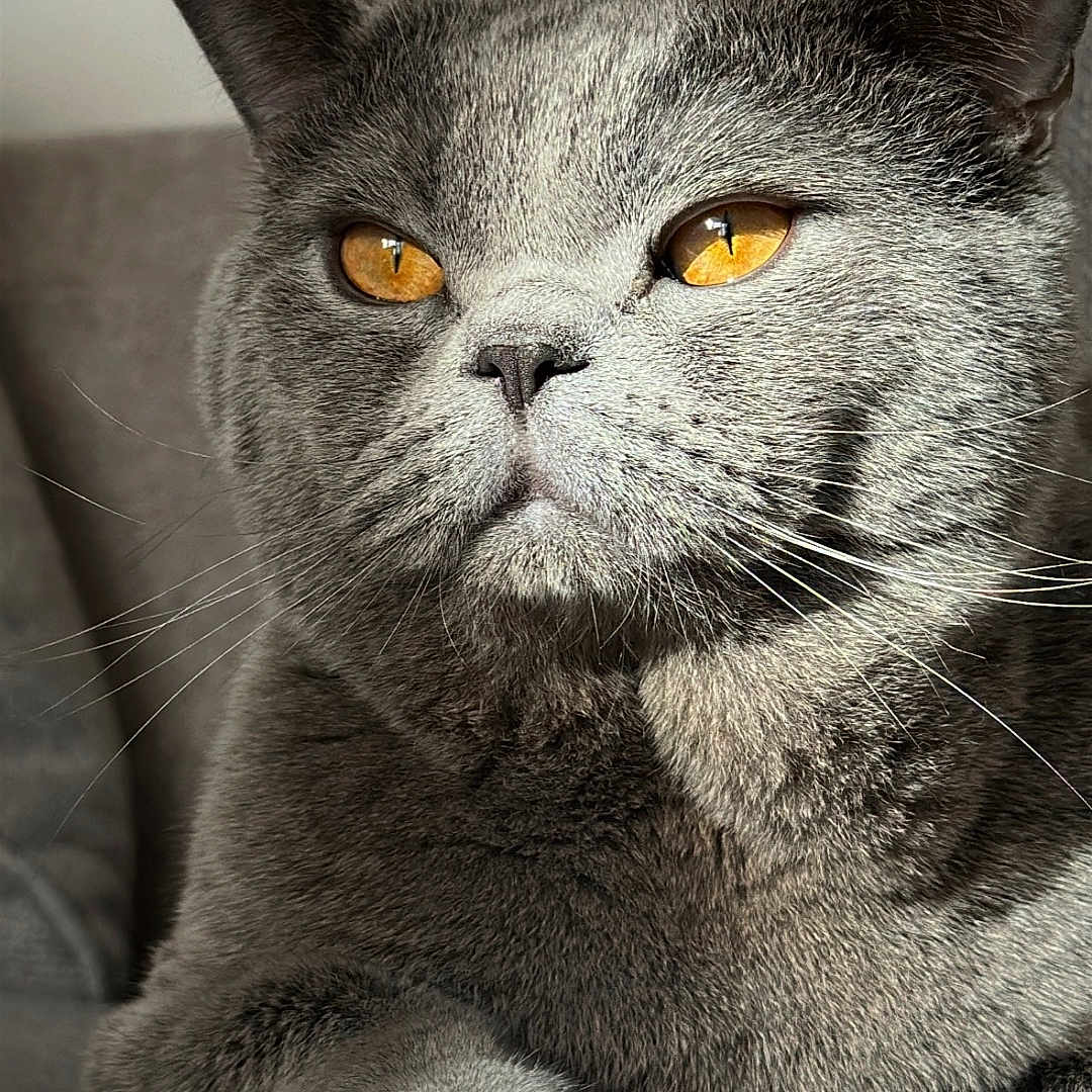 Moon participe au concours pour gagner de l'argent avec cette photo : cat, gray_cat, amber_eyes, feline, pet, domestic_cat, close_up, indoor, chair, fur, whiskers, relaxed, portrait, animal, mammal, cute, cozy, sitting, soft_light, home