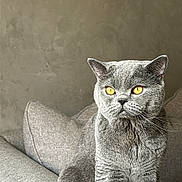Moon participe au concours pour gagner de l'argent avec cette photo : cat, gray_cat, amber_eyes, sitting, couch, indoor, furniture, pet, animal, portrait, fur, whiskers, ears, tail, domestic_cat, feline, cozy, relaxed, home, neutral_background