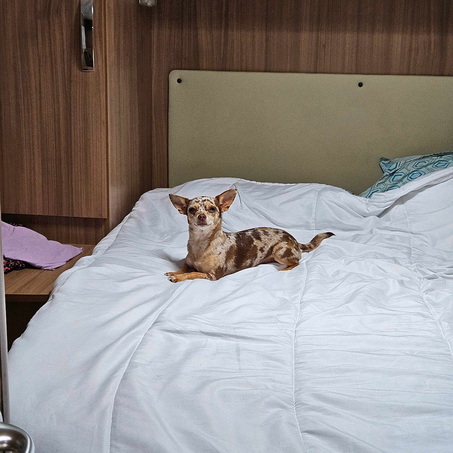 Naya participe au concours pour gagner de l'argent avec cette photo : animal, bed, blanket, canine, comfortable, cozy, dog, domestic, furniture, indoor, lying_down, pet, pillow, relaxed, resting, sleepy, small_dog, spotted_dog, white_bedspread, wooden_wall