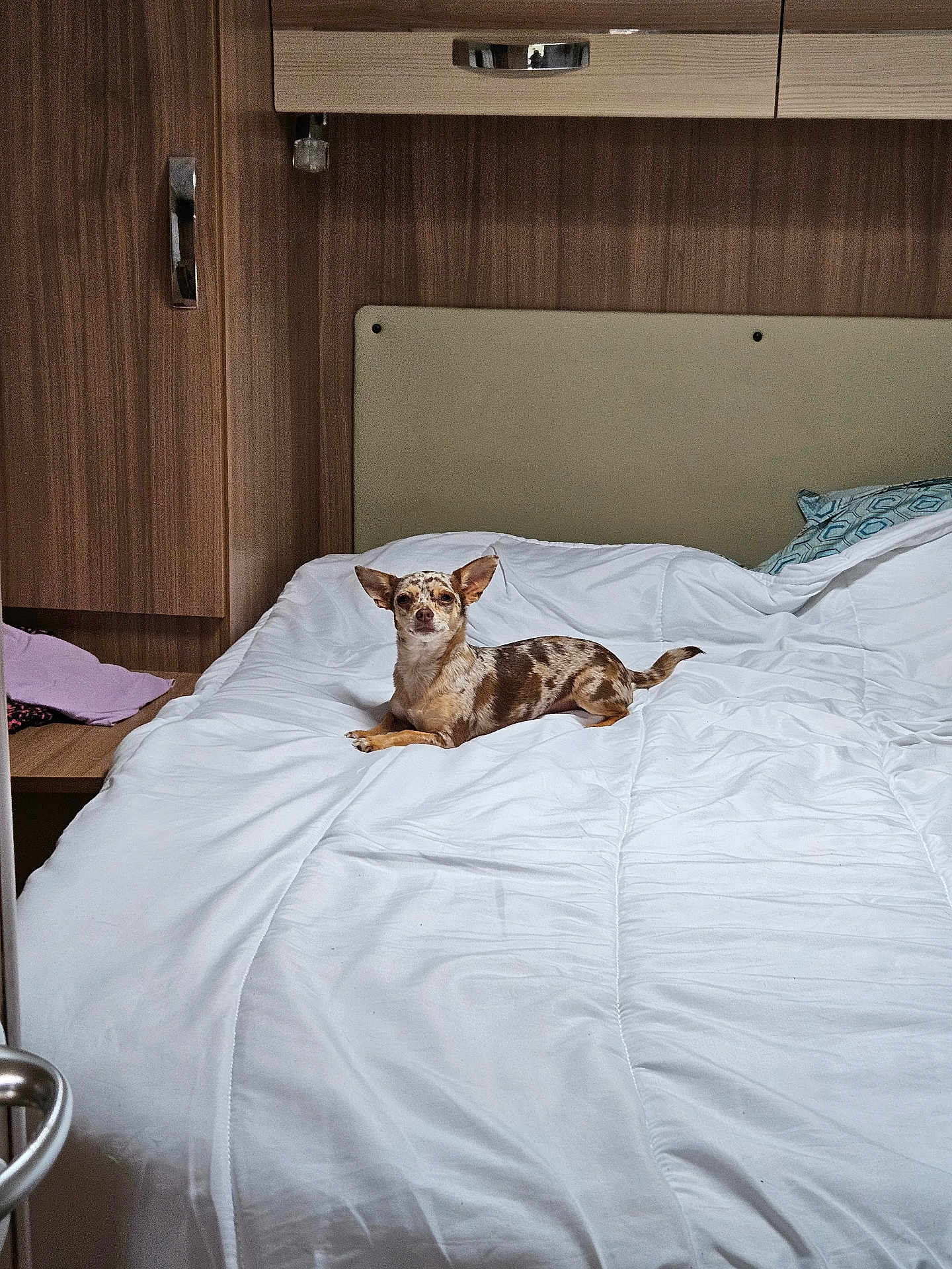 Naya participe au concours pour gagner de l'argent avec cette photo : dog, bed, white_bedspread, wooden_wall, pillow, indoor, pet, small_dog, spotted_dog, relaxed, furniture, blanket, resting, sleepy, cozy, canine, domestic, animal, lying_down, comfortable