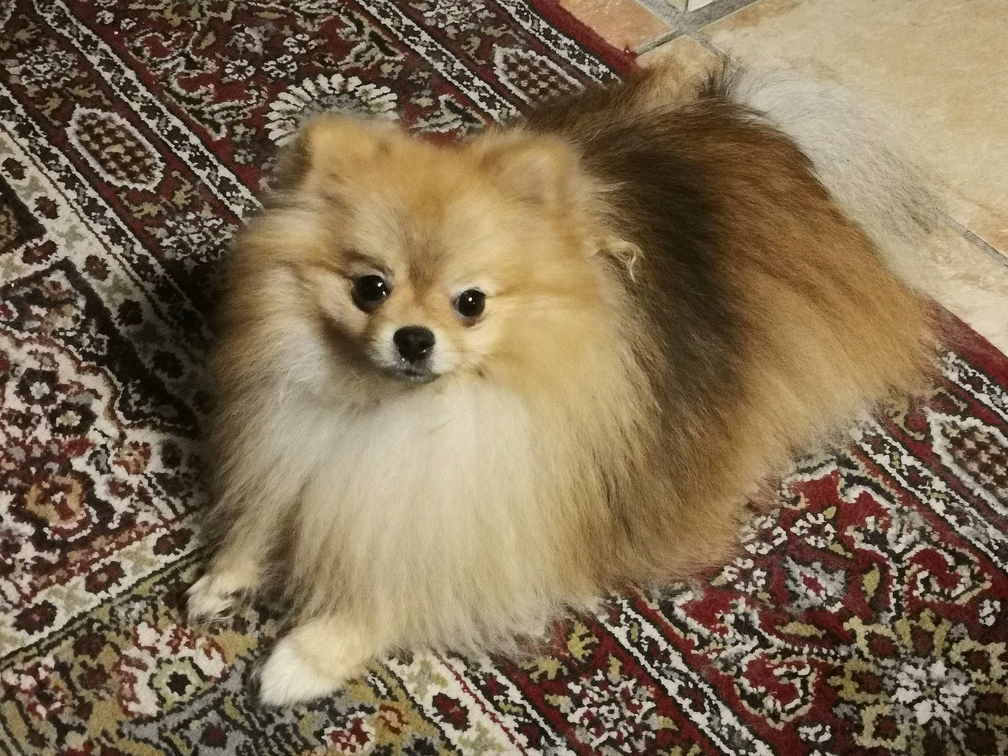 Pom a rejoint le concours — aidez-le/la à gagner de superbes lots ! canidae, carnivore, companion_dog, dog, dog_breed, ear, eye, fawn, fur, german_spitz, german_spitz_klein, german_spitz_mittel, head, iris, snout, spitz, sporting_group, toy_dog, whiskers, working_animal